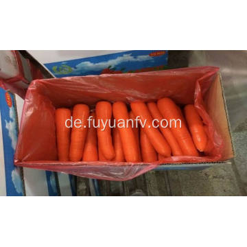 frische Karotte mit guter Qualität